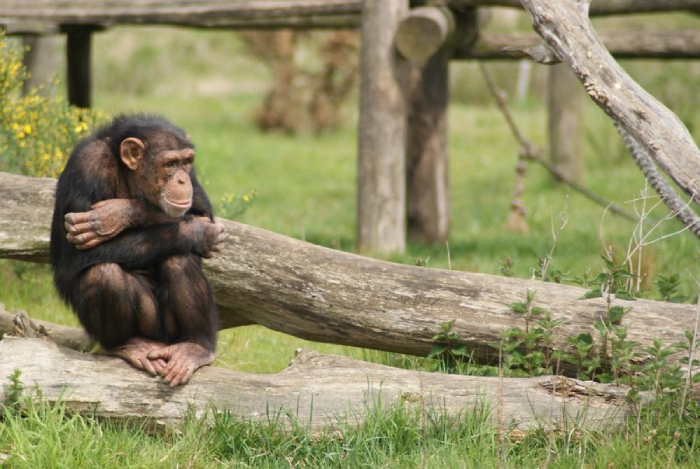 شامپانزه SIV